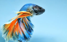 poisson combattant Betta splendens