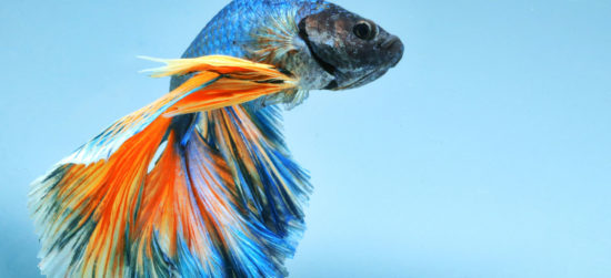 poisson combattant Betta splendens