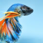 poisson combattant Betta splendens