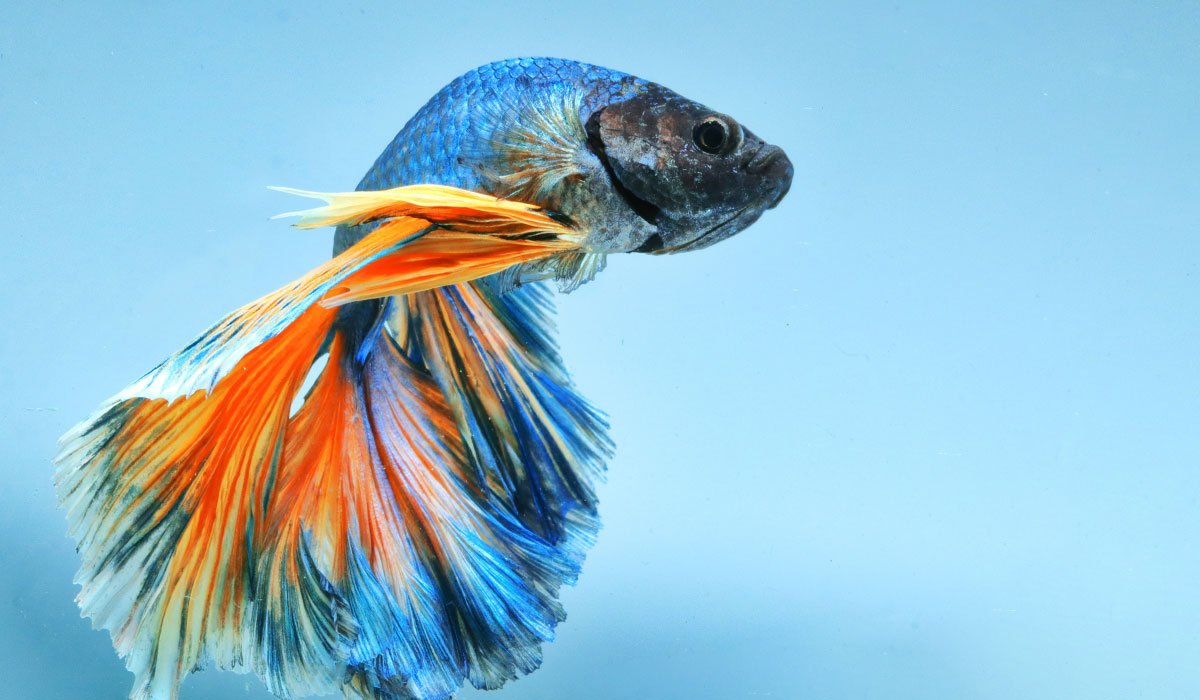 poisson combattant Betta splendens