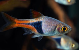 Rasbora Arlequin