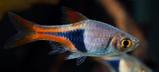 Rasbora Arlequin