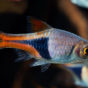 Rasbora Arlequin