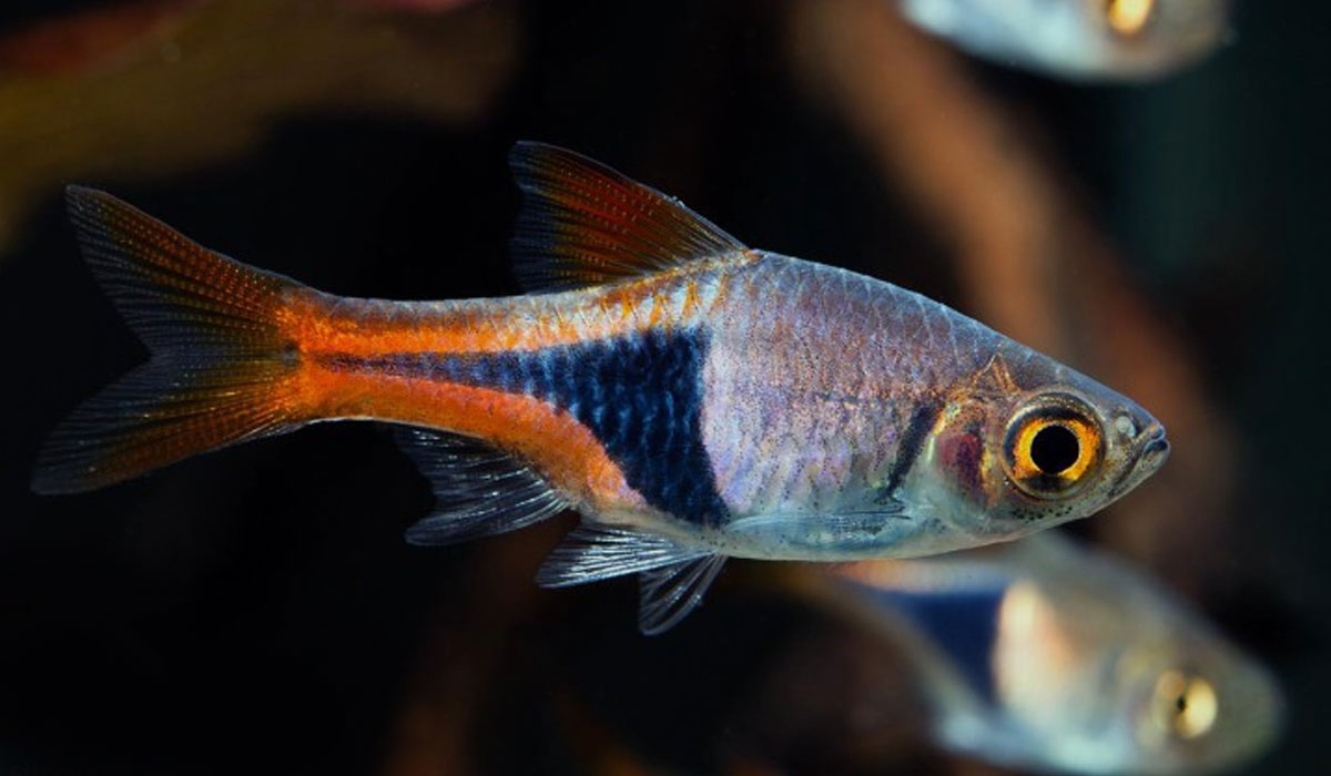 Rasbora Arlequin