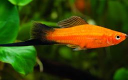 Xiphophorus Helleri