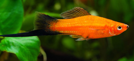 Xiphophorus Helleri