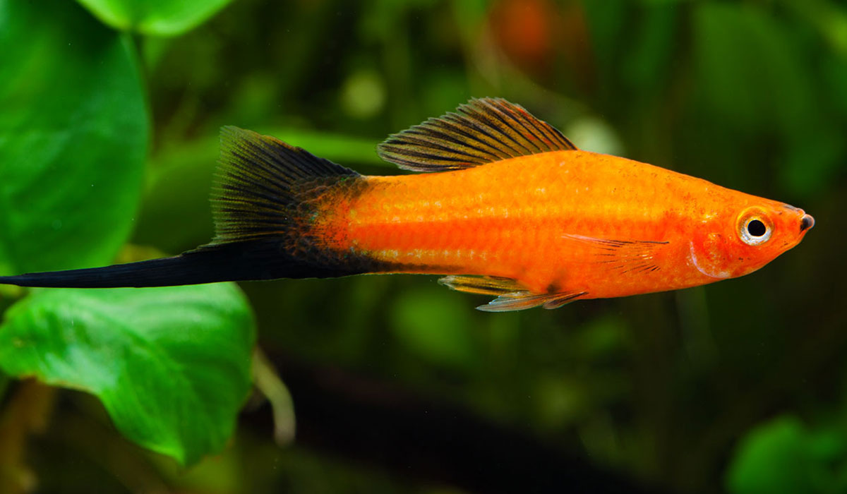 Xiphophorus Helleri