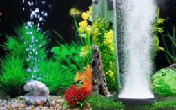 bulleur aquarium