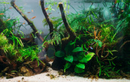 Cycle azote aquarium