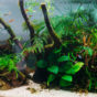 Cycle azote aquarium