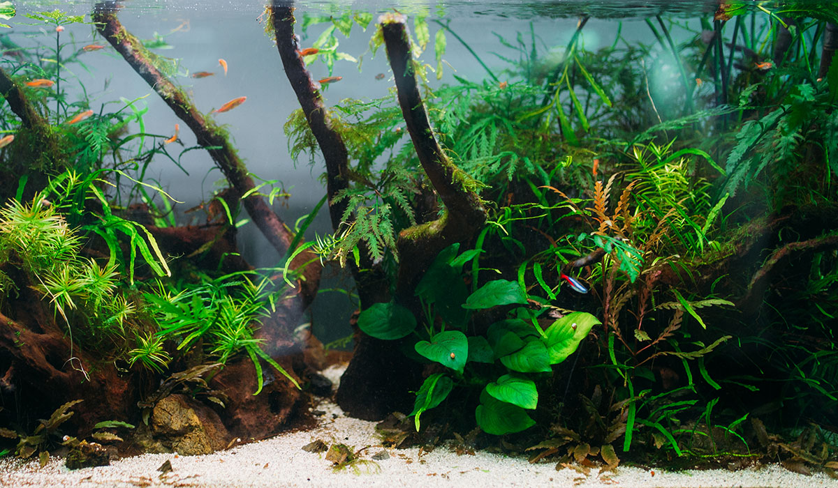 Cycle azote aquarium