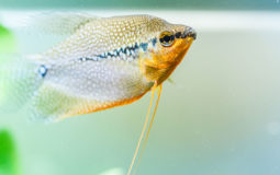 Gourami perlé