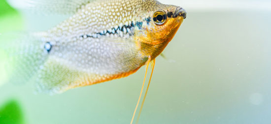 Gourami perlé