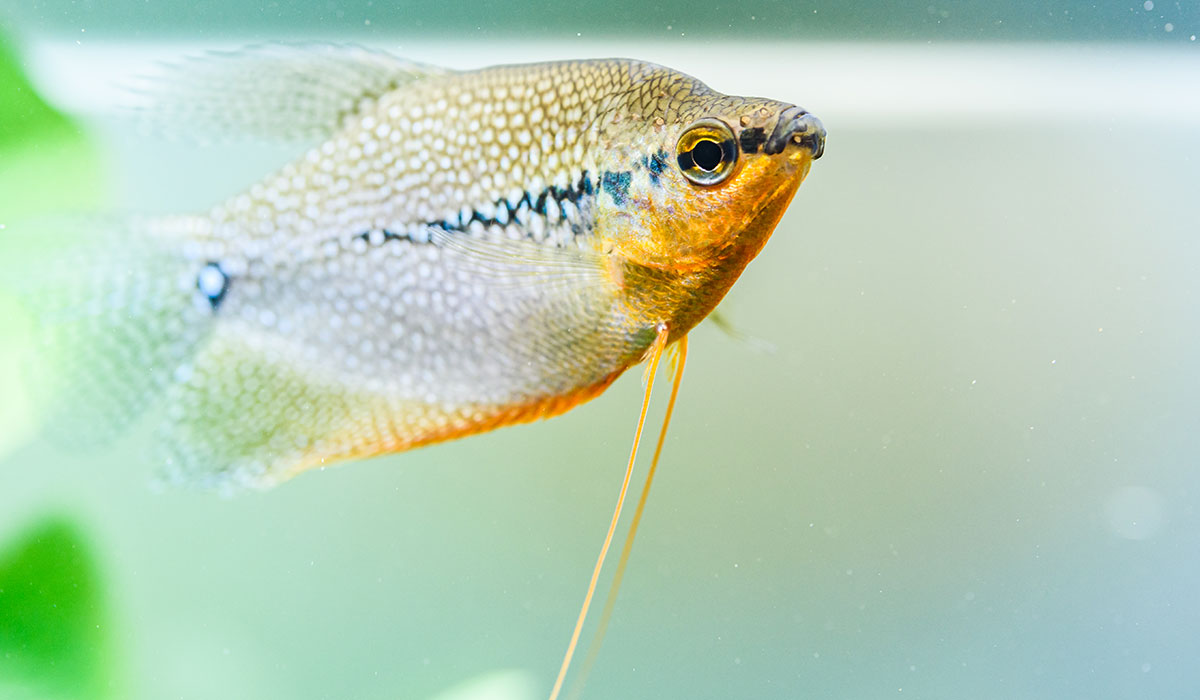 Gourami perlé